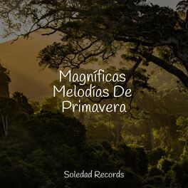 Album cover of Magníficas Melodías De Primavera