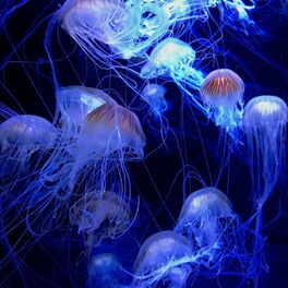 Album cover of Jellyfish (feat. Zach K)