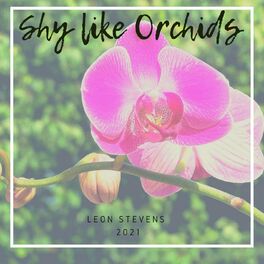 Album cover of Shy Like Orchids