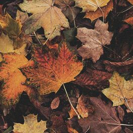 Album cover of Herbstlaub