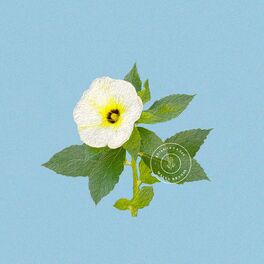 Album cover of Malva Branca