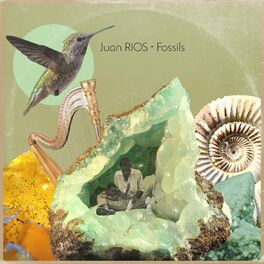 Album cover of Fossils