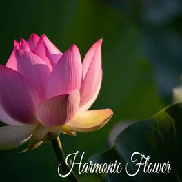 Album cover of Harmonic Flower