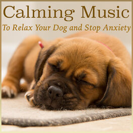 Anti anxiety best sale music dogs