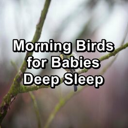 Deeper Sleep, 2 Hours of Birds Singing No Loop