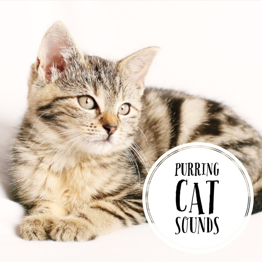 Звук кошки. Cat purring. ASMR Cat. Звук кошки мяу слушать. Любимые звуки кошек