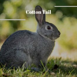 Album cover of Cotton Tail