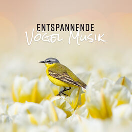 Album cover of Entspannende Vögel Musik: Heilende Natur klingt nach Meditation, Wellness und Entspannung