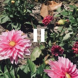 Album cover of H (feat. Supremely Overrated)