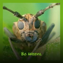 Album cover of Bo Weevil