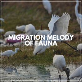 Album cover of Migration Melody of Fauna