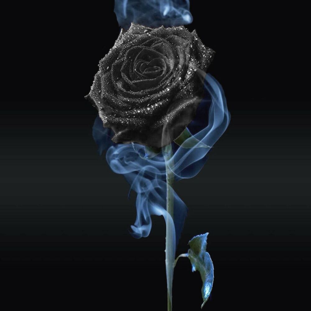 Черная роза в дыму