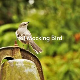 Album cover of Hot Mocking Bird