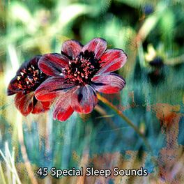 Album cover of 45 Special Sleep Sounds