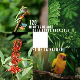 Album cover of 120 minutes de sons de la forêt tropicale et de la nature : Pouvoir de guérison de l'eau (Pluie, Orage, Rivière, Océan, Mer, Oisea