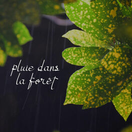 Album cover of Pluie dans la Forêt