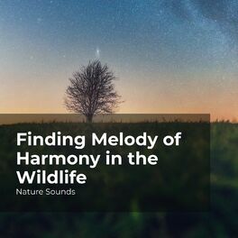 Album cover of Finding Melody of Harmony in the Wildlife