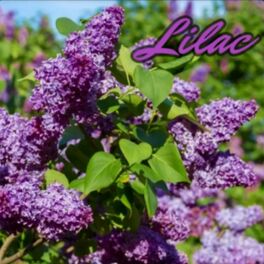 Album cover of Lilac