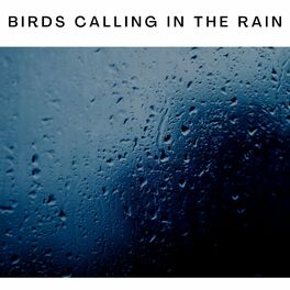 Album cover of Birds Calling in the Rain