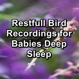 Album cover of Restfull Bird Recordings for Babies Deep Sleep