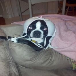 Album cover of Why Don't My Dog Love Me