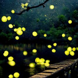 Album cover of Fireflies