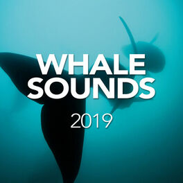 Album cover of Whale Sounds 2019