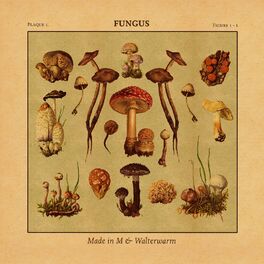 Album cover of Fungus