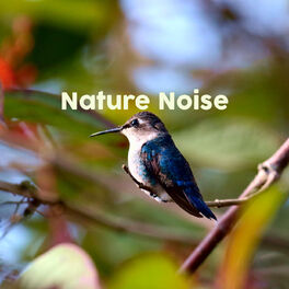 Album cover of Nature Noise