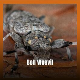 Album cover of Boll Weevil