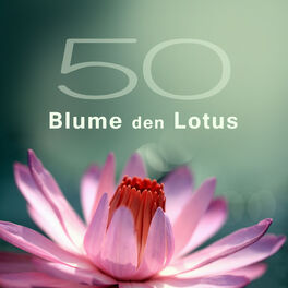 Album cover of 50 Blume den Lotus - Musik für Entspannung, Meditation, Yoga & Spa und Massage, Moment für Sie