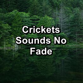 Album cover of Crickets Sounds No Fade