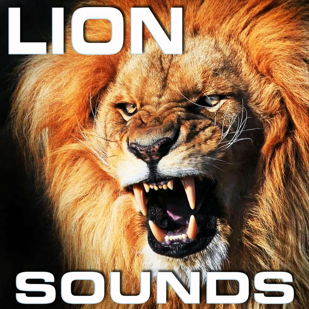 Звук льва слушать. Со звуком Лев. Lion Sounds. Лев Планета. Little Lion Sound - Rockstone.