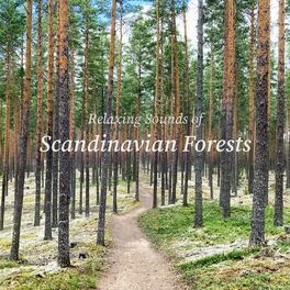 Album cover of Relaxing Sounds of Scandinavian Forests