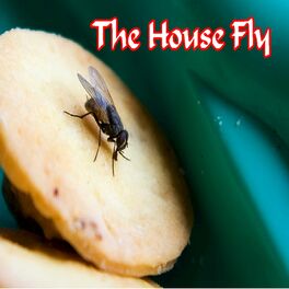 Album cover of The House Fly