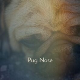 Album cover of Pug Nose