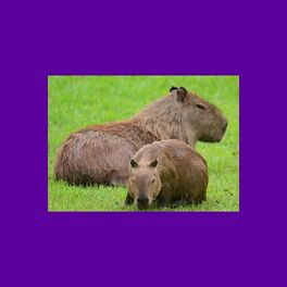 Songs About Capybara - EP by Midnight Blue