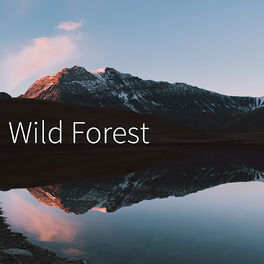 Album cover of Wild Forest