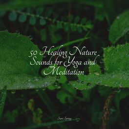 Album cover of 50 Ambient Rain Recordings