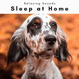 Album cover of Sleep at Home