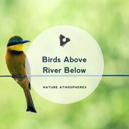 Album cover of Birds Above River Below