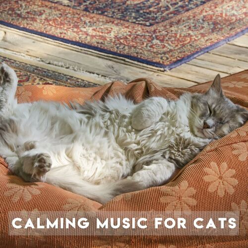 Music for 2024 calming cats