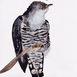 Album cover of Cuckoo Song