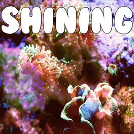 Album cover of Shining (Tribute to DJ Khaled)