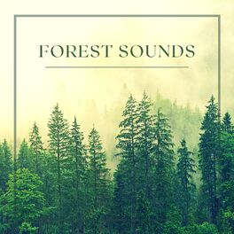 Album cover of Forest Sounds - Rain, Birds, Wind and Relaxing Music