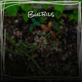 Album cover of Bulbils