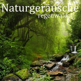 Album cover of Naturgeräusche: Regenwald