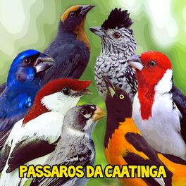 Album cover of Pássaros da Caatinga (Ao Vivo)