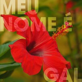 Album cover of Meu Nome É Gal