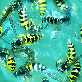 Album cover of Aquarium